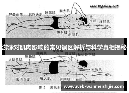游泳对肌肉影响的常见误区解析与科学真相揭秘